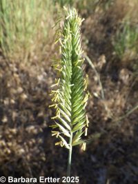crested wheatgrass (<em>Agropyron cristatum</em>)