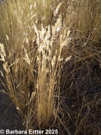 crested wheatgrass (<em>Agropyron cristatum</em>)
