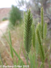 crested wheatgrass (<em>Agropyron cristatum</em>)