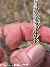Siberian wheatgrass (<em>Agropyron fragile</em>)