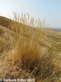 Siberian wheatgrass (<em>Agropyron fragile</em>)