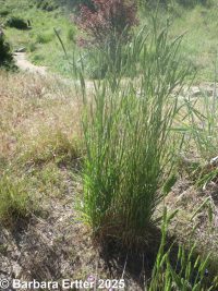 Siberian wheatgrass (<em>Agropyron fragile</em>)