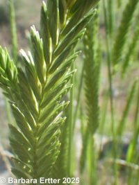 Siberian wheatgrass (<em>Agropyron fragile</em>)