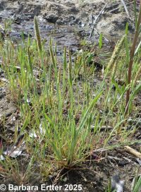 Carolina or tufted foxtail (<em>Alopecurus carolinianus</em>)