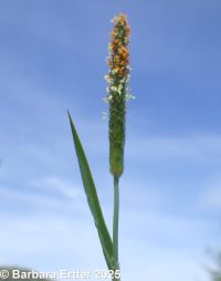 Carolina or tufted foxtail (<em>Alopecurus carolinianus</em>)