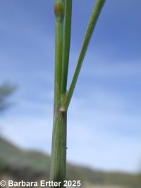 Carolina or tufted foxtail (<em>Alopecurus carolinianus</em>)
