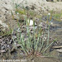 Carolina or tufted foxtail (<em>Alopecurus carolinianus</em>)