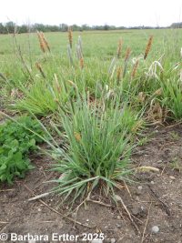 meadow foxtail (<em>Alopecurus pratensis</em>)