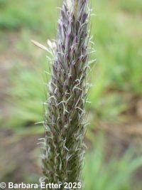 meadow foxtail (<em>Alopecurus pratensis</em>)