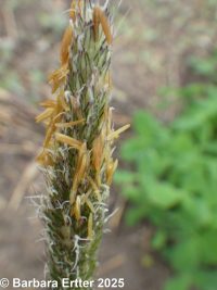 meadow foxtail (<em>Alopecurus pratensis</em>)