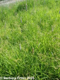 meadow foxtail (<em>Alopecurus pratensis</em>)