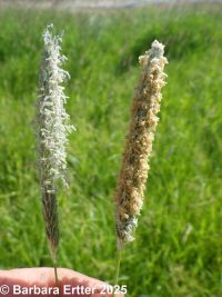 meadow foxtail (<em>Alopecurus pratensis</em>)