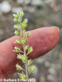 pale alyssyum or madwort (<em>Alyssum alyssoides</em>)