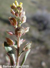 pale alyssyum or madwort (<em>Alyssum alyssoides</em>)