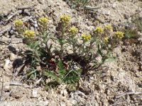 pale alyssyum or madwort (<em>Alyssum alyssoides</em>)