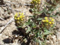 pale alyssyum or madwort (<em>Alyssum alyssoides</em>)