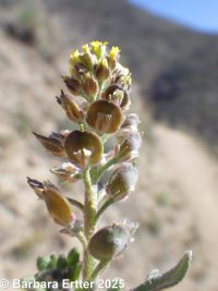 pale alyssyum or madwort (<em>Alyssum alyssoides</em>)