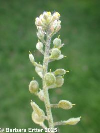 European alyssum or madwort (<em>Alyssum simplex</em>)
