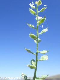 European alyssum or madwort (<em>Alyssum simplex</em>)