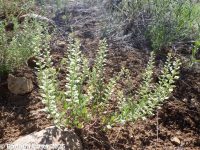 European alyssum or madwort (<em>Alyssum simplex</em>)