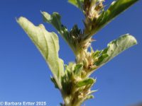 amaranth, white pigweed (<em>Amaranthus albus</em>)