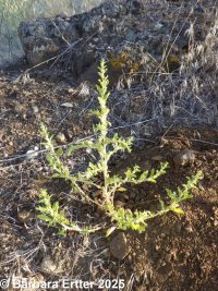 amaranth, white pigweed (<em>Amaranthus albus</em>)