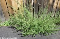 amaranth, white pigweed (<em>Amaranthus albus</em>)