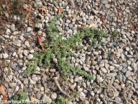 prostrate pigweed, mat amaranth (<em>Amaranthus blitoides</em>)