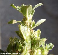 prostrate pigweed, mat amaranth (<em>Amaranthus blitoides</em>)