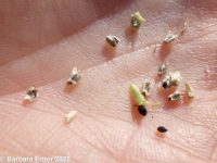 prostrate pigweed, mat amaranth (<em>Amaranthus blitoides</em>)