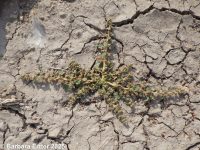 California amaranth (<em>Amaranthus californicus</em>)