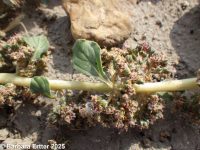 California amaranth (<em>Amaranthus californicus</em>)