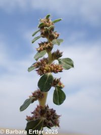 California amaranth (<em>Amaranthus californicus</em>)