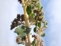 California amaranth (<em>Amaranthus californicus</em>)