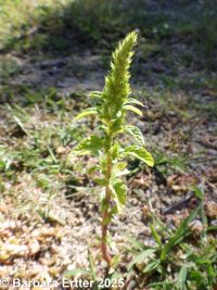 Powell's amaranth (<em>Amaranthus powellii</em>)