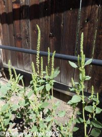 Powell's amaranth (<em>Amaranthus powellii</em>)