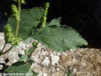 Powell's amaranth (<em>Amaranthus powellii</em>)