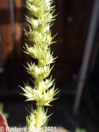 Powell's amaranth (<em>Amaranthus powellii</em>)