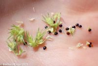 Powell's amaranth (<em>Amaranthus powellii</em>)