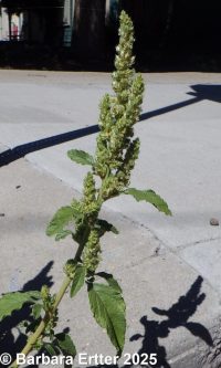 rough pigweed, redroot amaranth (<em>Amaranthus retroflexus</em>)