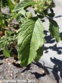 rough pigweed, redroot amaranth (<em>Amaranthus retroflexus</em>)