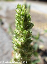 rough pigweed, redroot amaranth (<em>Amaranthus retroflexus</em>)