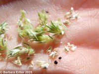 rough pigweed, redroot amaranth (<em>Amaranthus retroflexus</em>)