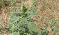 rough pigweed, redroot amaranth (<em>Amaranthus retroflexus</em>)