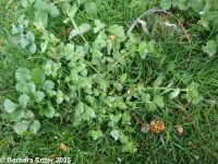 scarlet pimpernel (<em>Anagallis arvensis</em>)