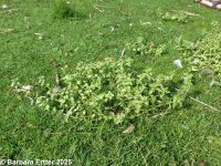 scarlet pimpernel (<em>Anagallis arvensis</em>)