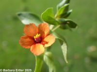 scarlet pimpernel (<em>Anagallis arvensis</em>)