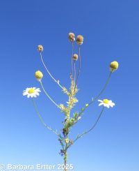 mayweed (<em>Anthemis cotula</em>)