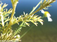 mayweed (<em>Anthemis cotula</em>)