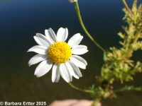 mayweed (<em>Anthemis cotula</em>)